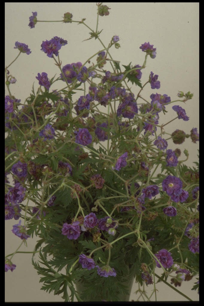 meadow cranesbill 'Plenum Violaceum'