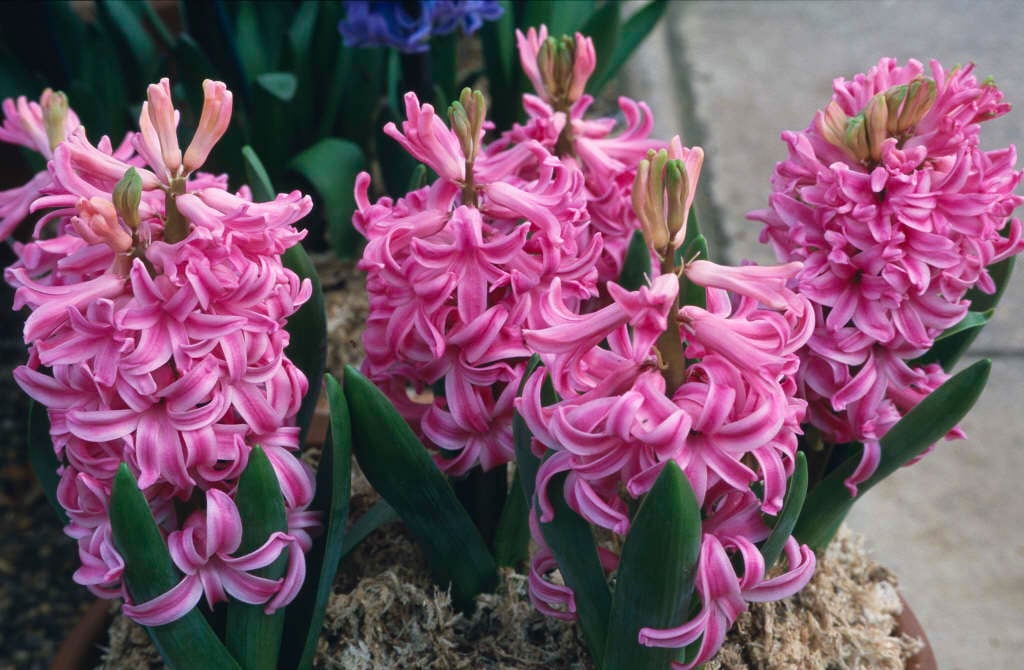 hyacinth 'Pink Pearl'