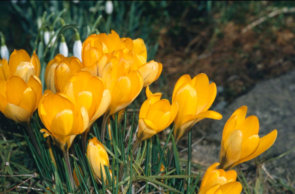 crocus 'Golden Yellow'