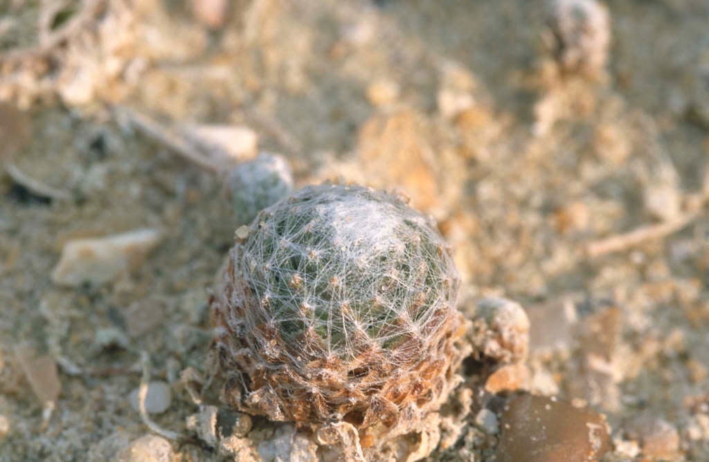 woolly cobweb houseleek