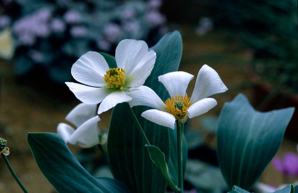 high alpine buttercup