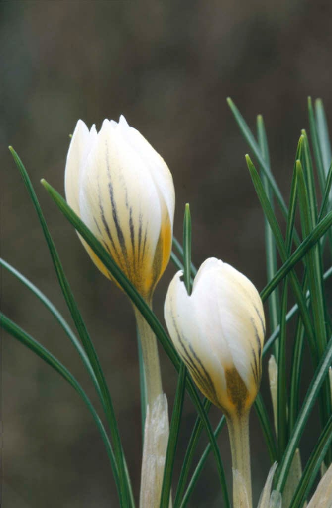 crocus 'Snow Bunting'