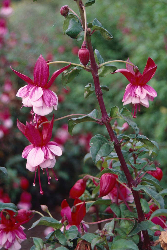 fuchsia 'Prosperity'