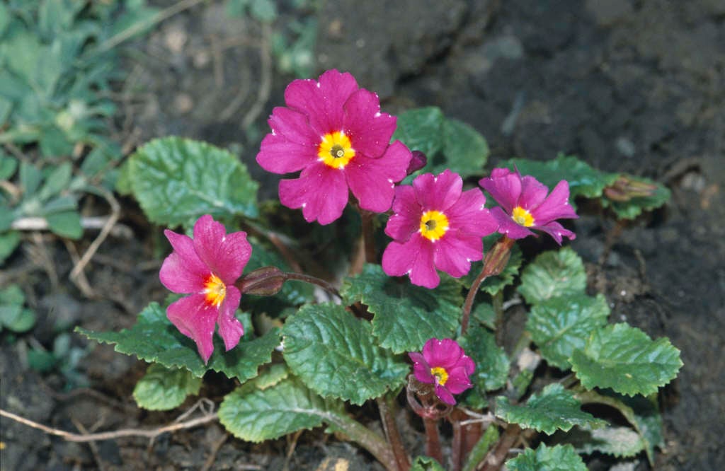 primrose 'Wanda'