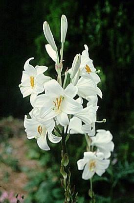 Madonna lily