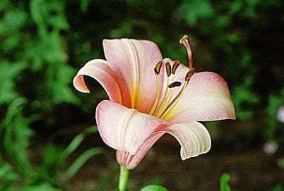 lily Pink Perfection Group