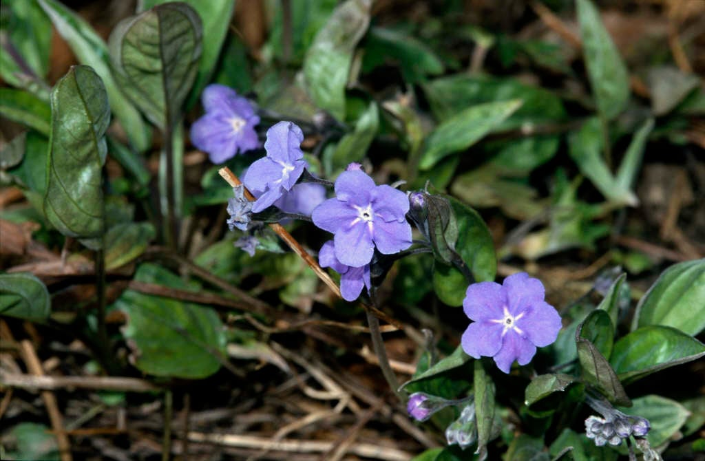 Cappadocian navelwort