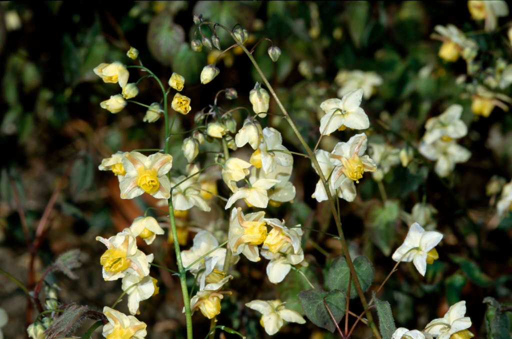 barrenwort 'Sulphureum'