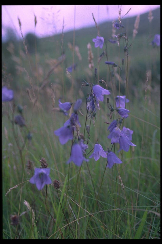 common harebell