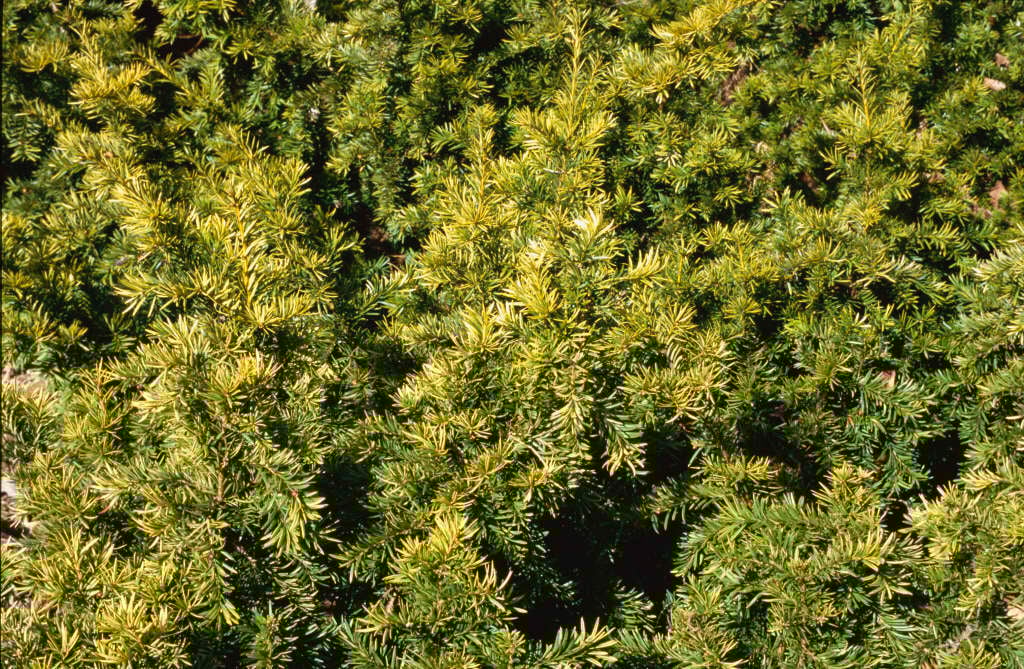 yew 'Repens Aurea'