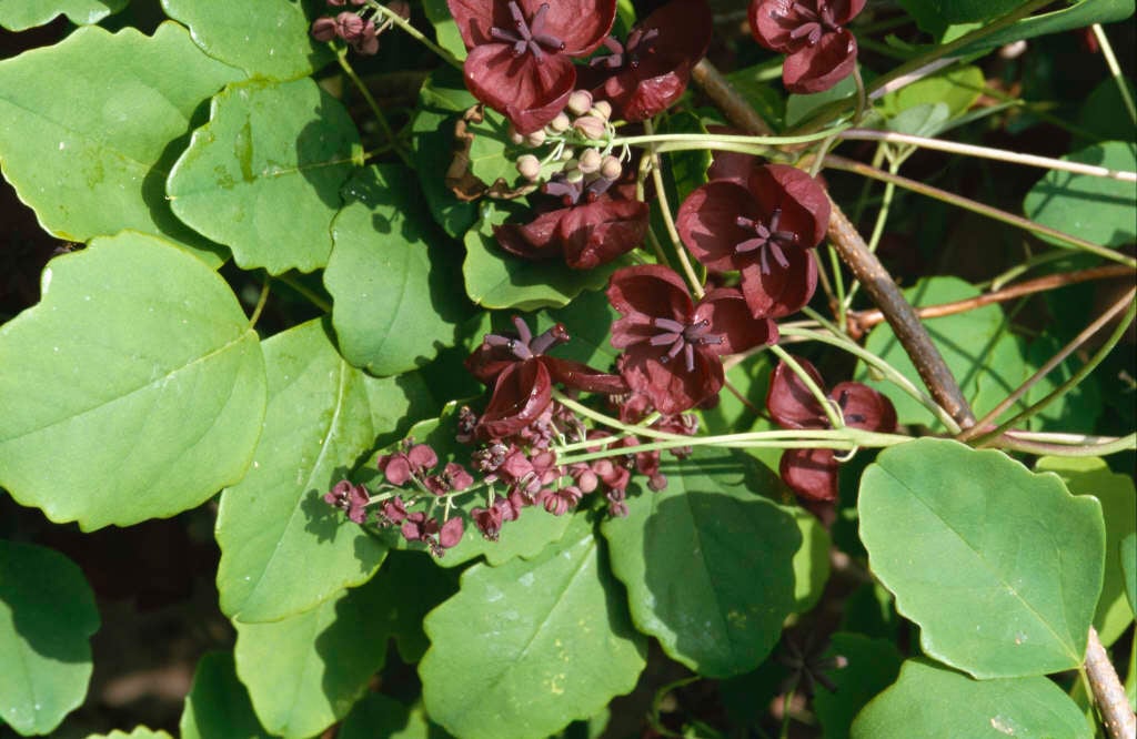 three-leaf akebia