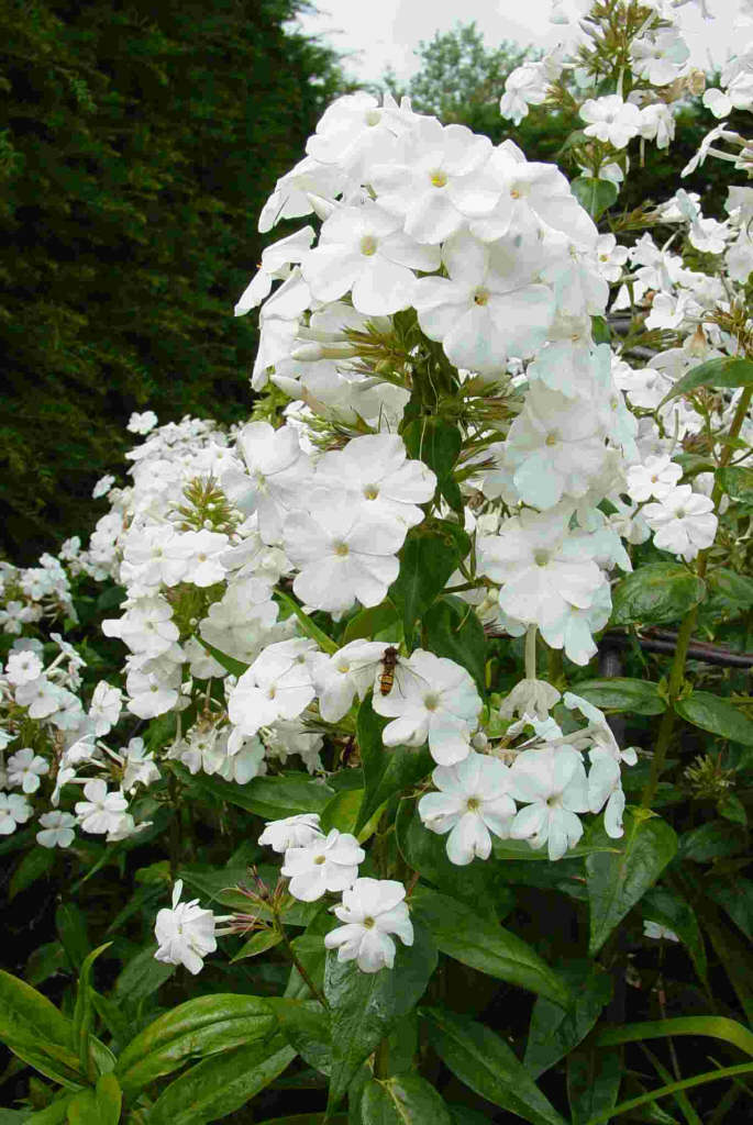 Carolina phlox 'Miss Lingard'