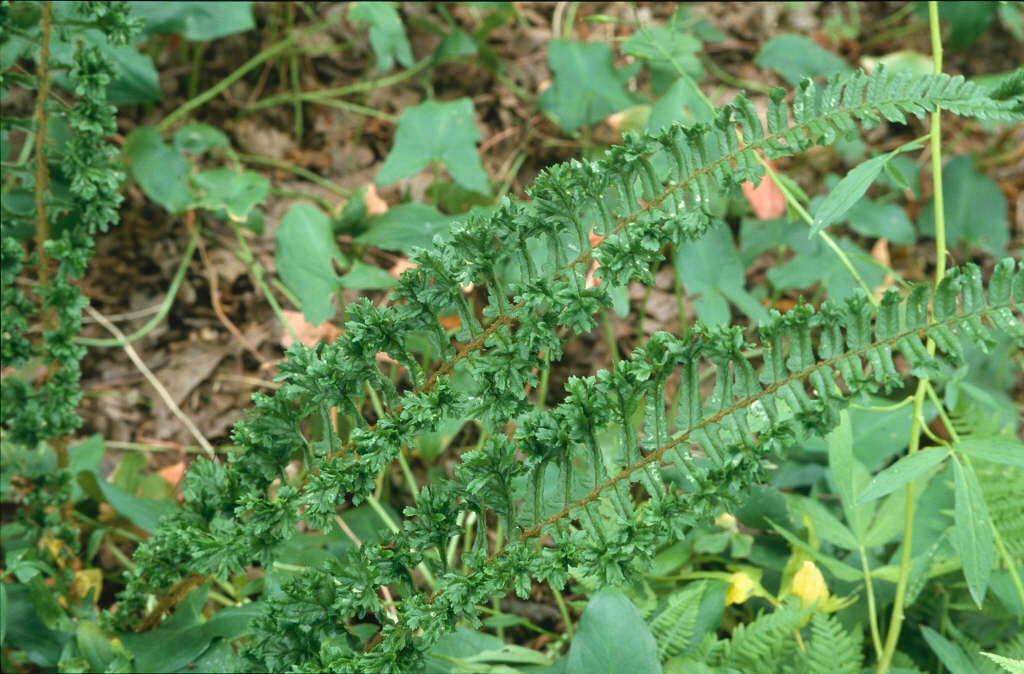 scaly male fern 'Cristata Angustata'