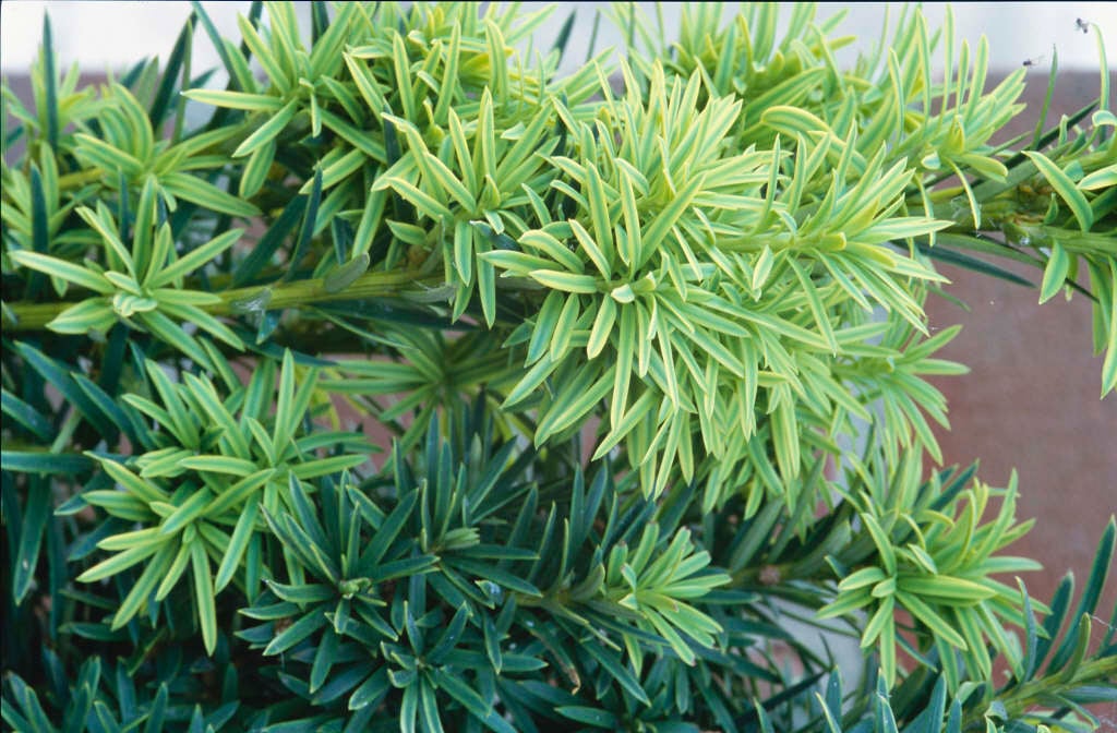golden Irish yew