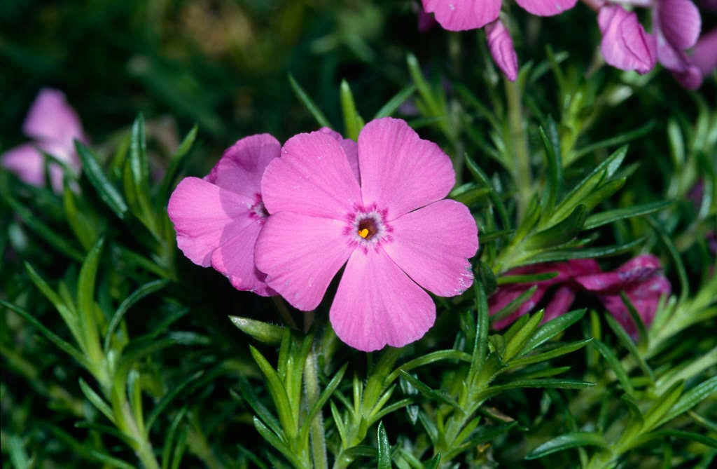 moss phlox 'McDaniel's Cushion'