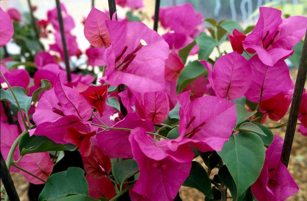 bougainvillea 'Mrs Butt'