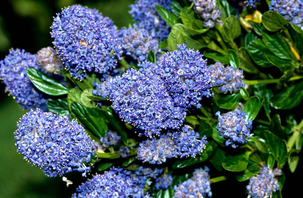 Californian lilac 'Skylark'