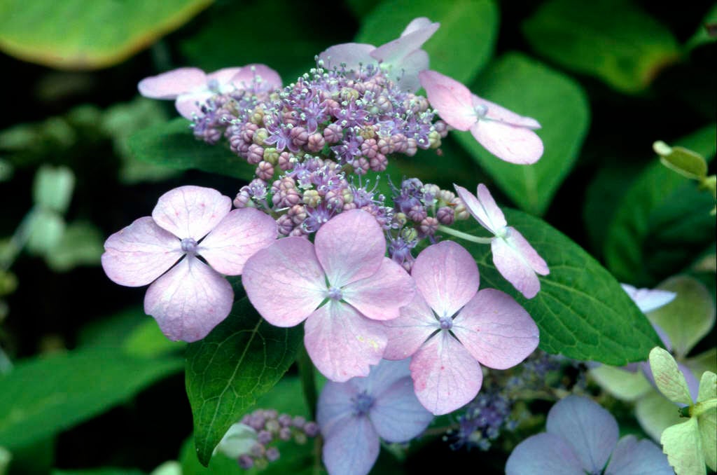 hydrangea 'Miranda'