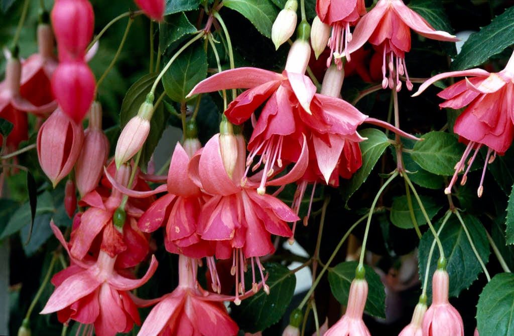 fuchsia 'Dancing Flame'