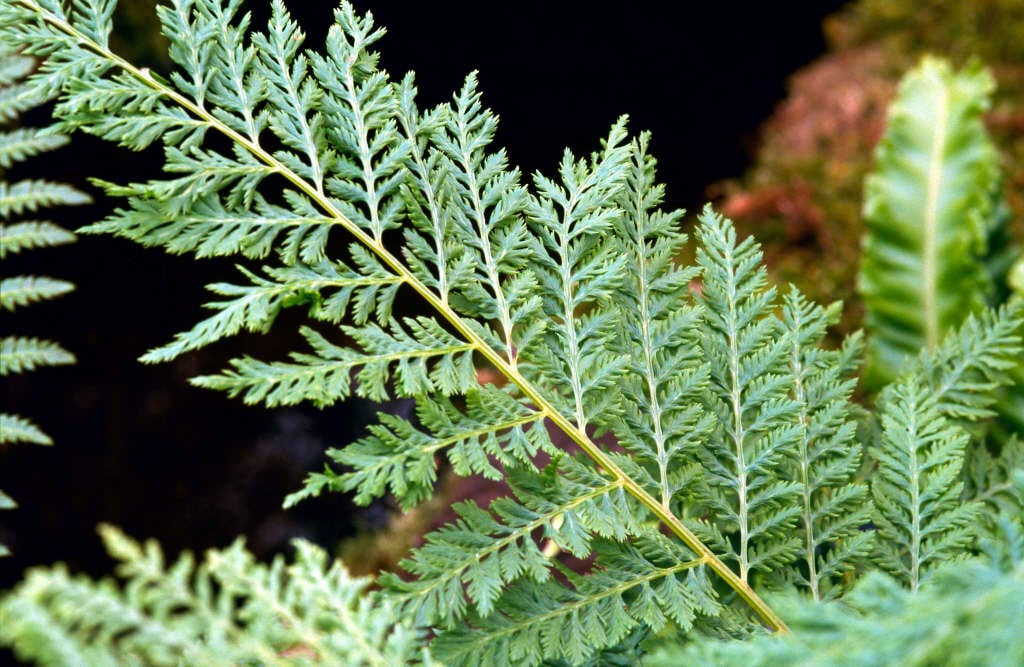 lady fern 'Vernoniae'