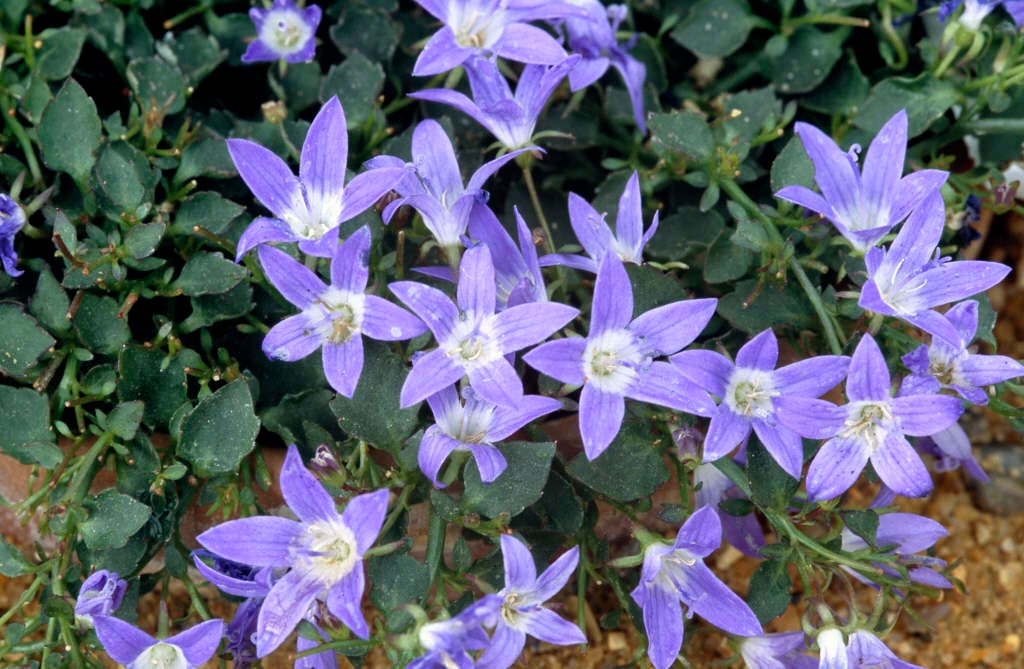 Adriatic bellflower 'W.H. Paine'