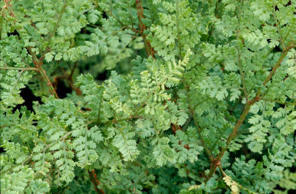 broad buckler fern 'Lepidota Cristata'