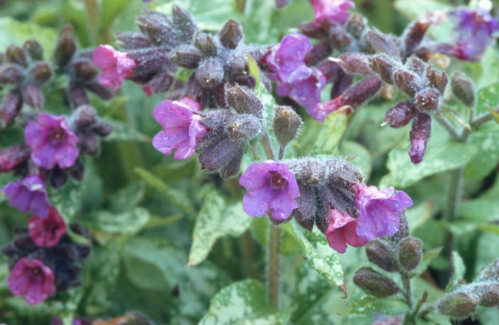 lungwort 'Diana Clare'