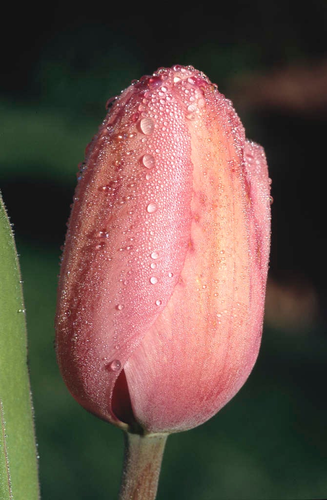 tulip 'Pink Impression'