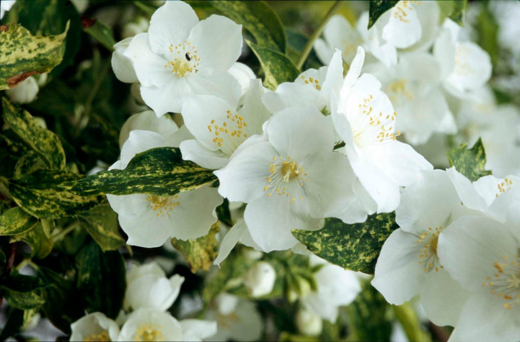 mock orange 'Innocence'