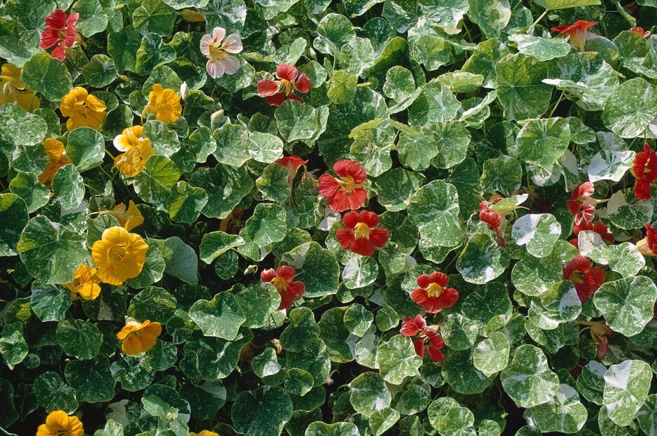 nasturtium 'Tutti Frutti Mixed'