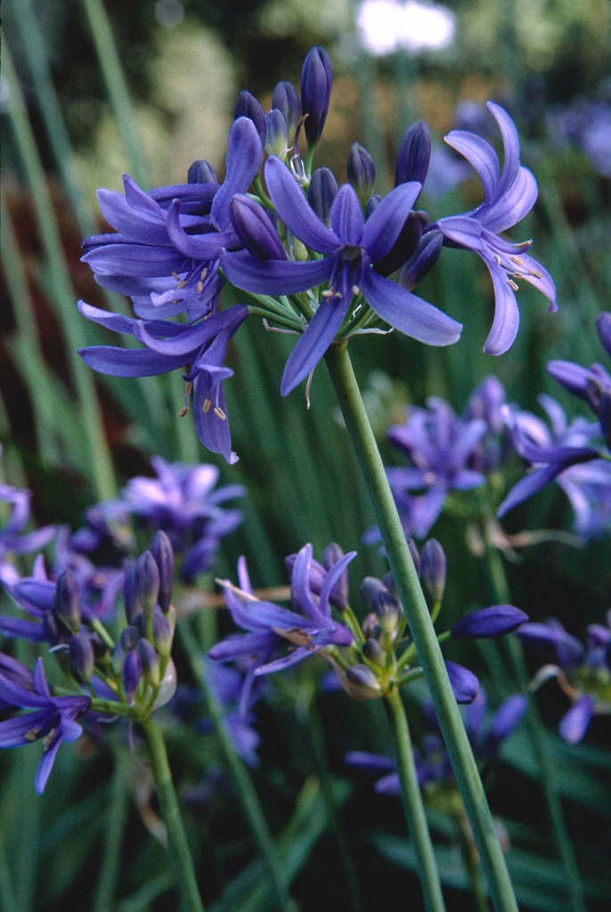 African lily 'Lilliput'