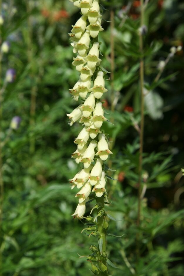 straw foxglove