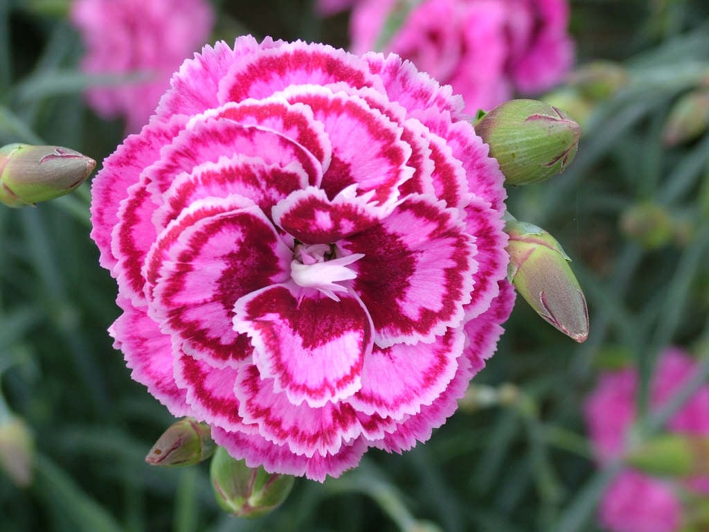 pink 'Moulin Rouge'