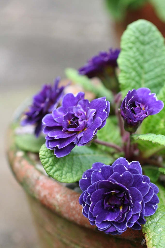 primrose 'Miss Indigo'