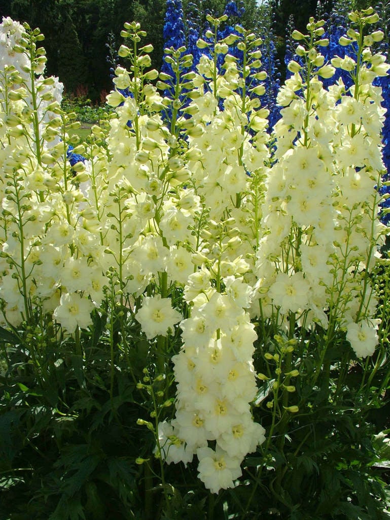 delphinium 'Sungleam'
