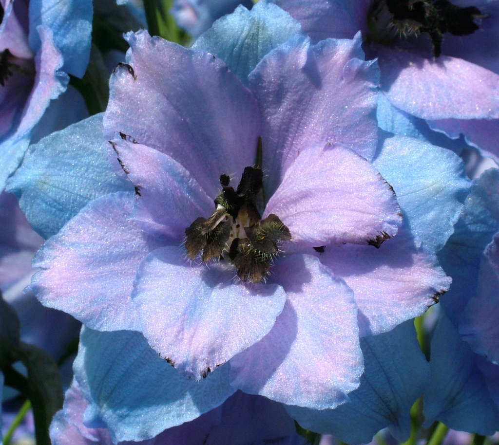 delphinium 'Blue Dawn'