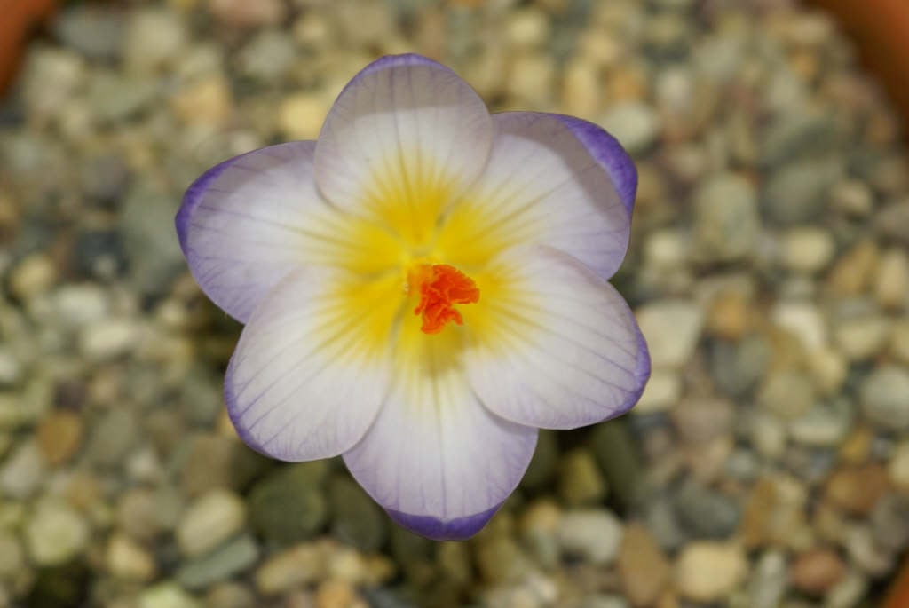 crocus 'Tricolor'