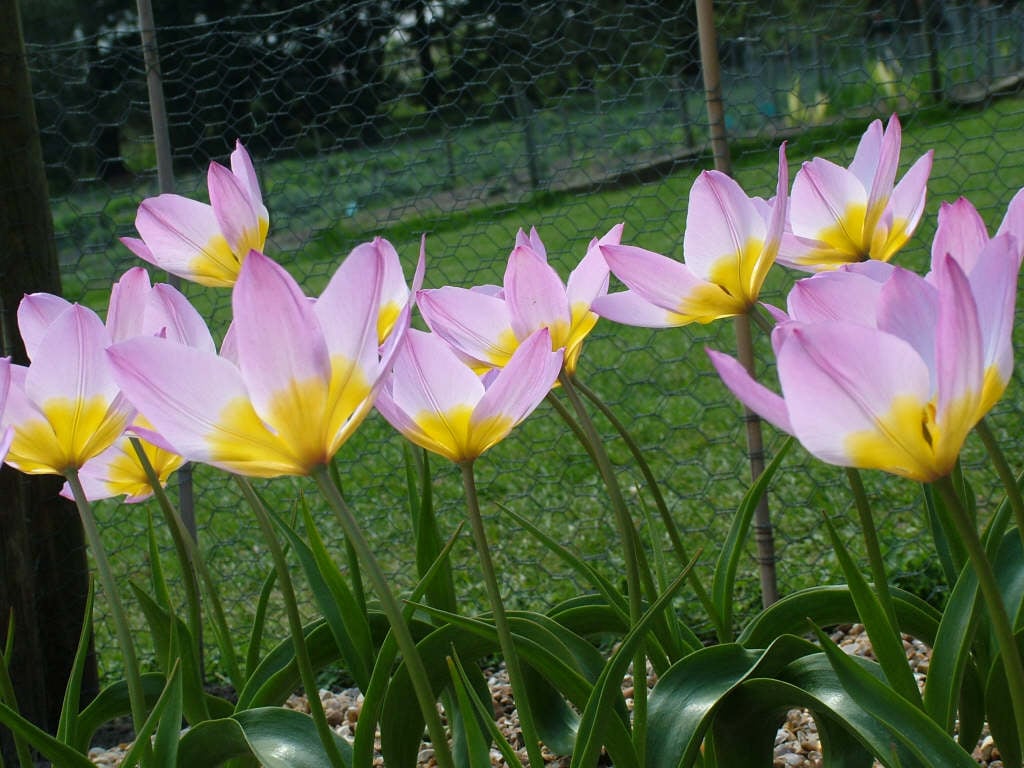 Candia tulip 'Lilac Wonder'