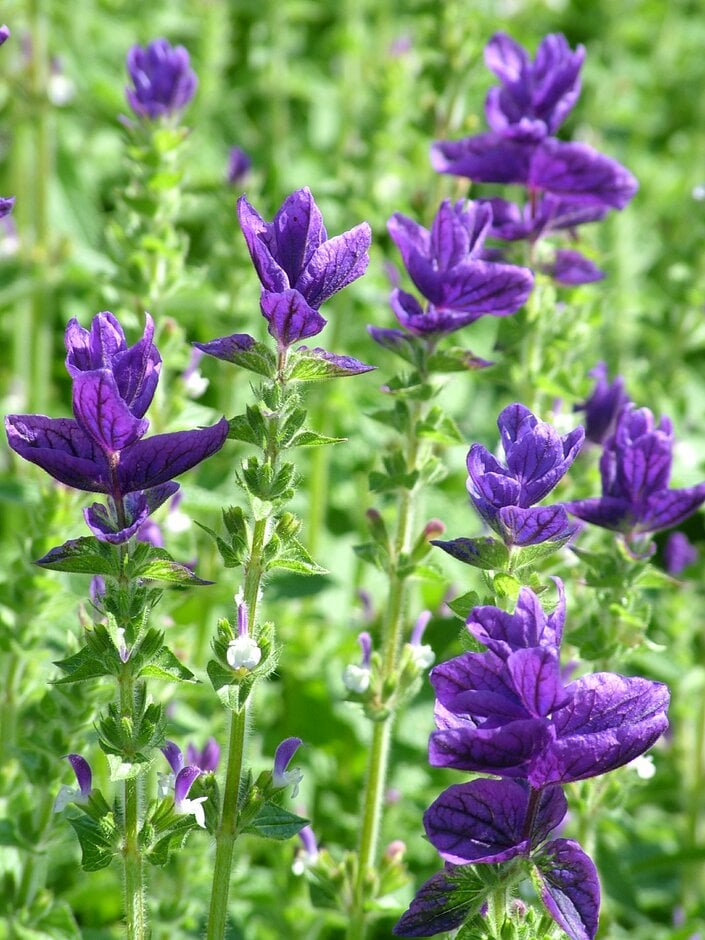 painted sage 'Blue Denim'
