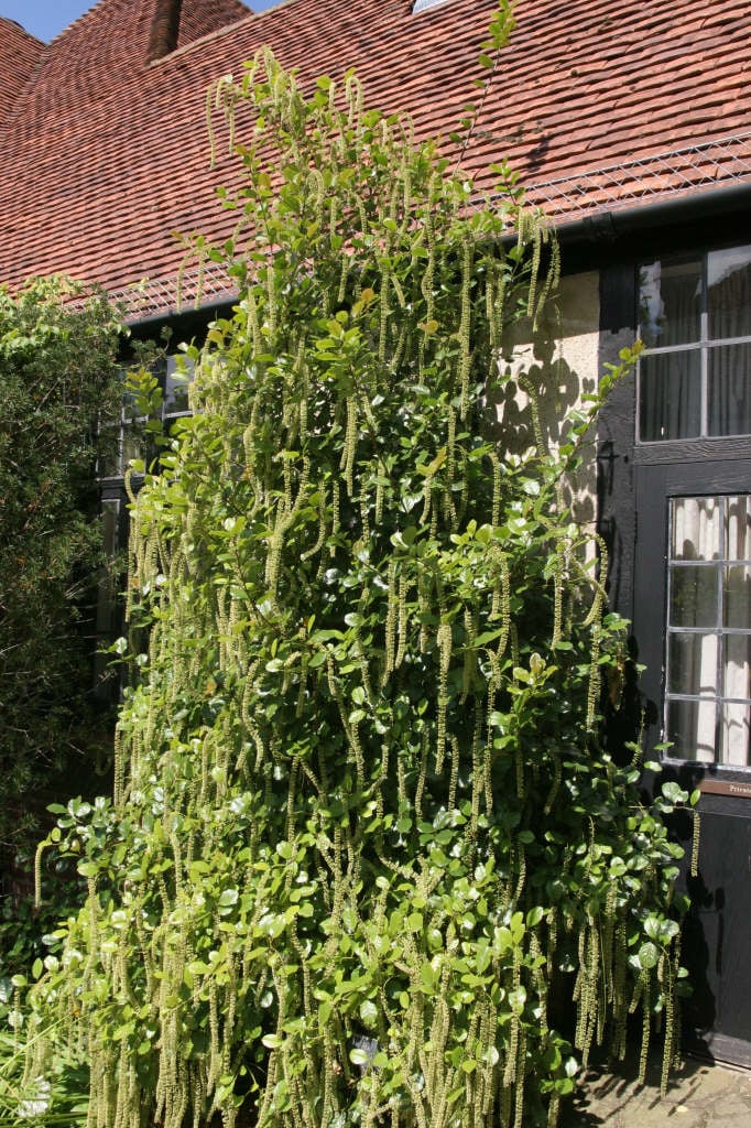 holly-leaved sweet spire