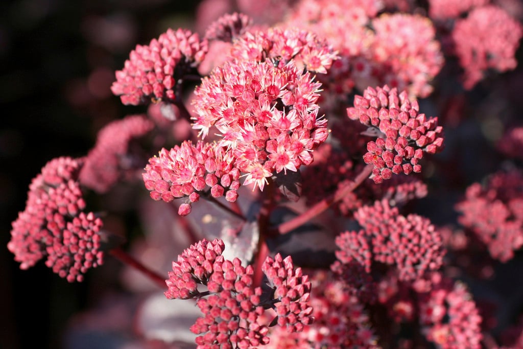 orpine 'Purple Emperor'