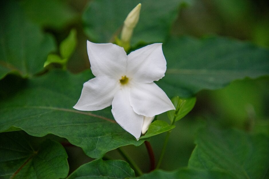 Chilean jasmine