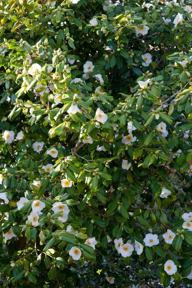camellia 'Apple Blossom'