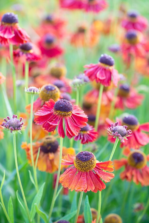 sneezeweed 'Moerheim Beauty'