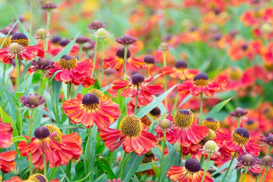 sneezeweed 'Rubinzwerg'