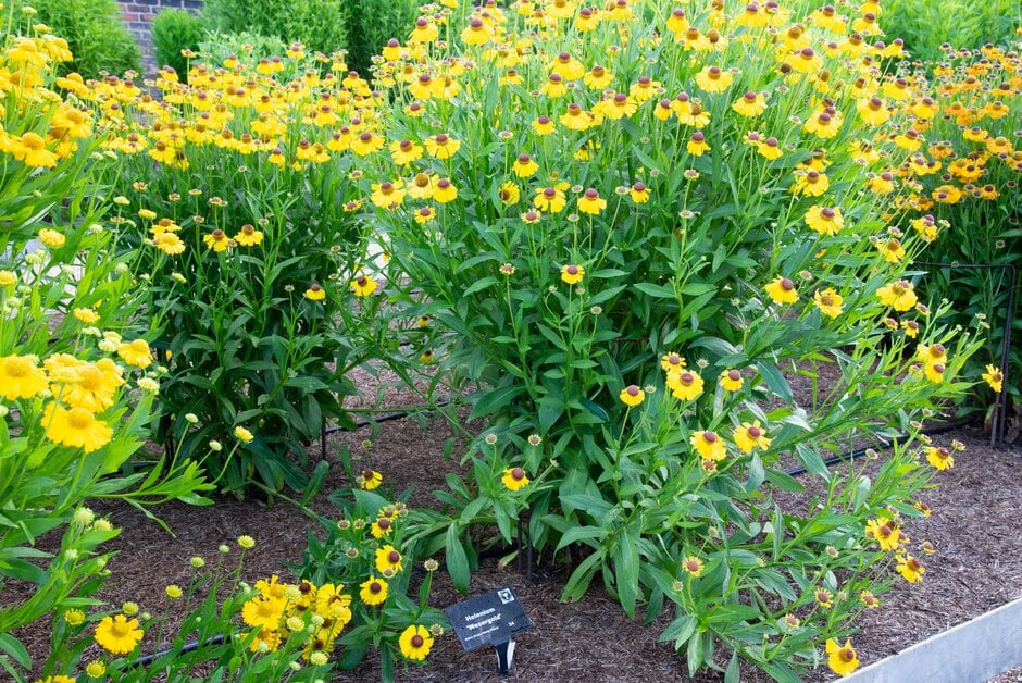 sneezeweed 'Wesergold'