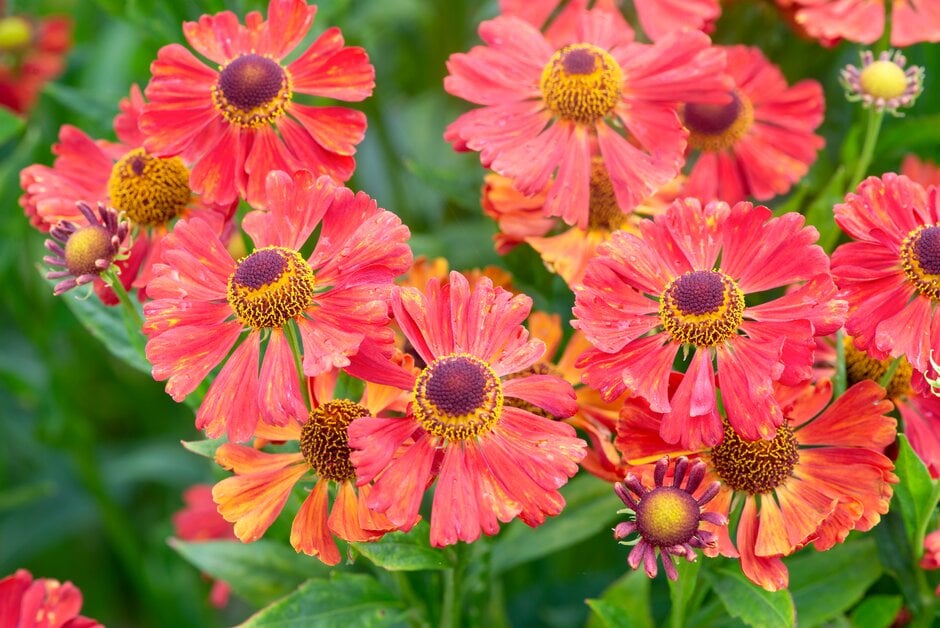 sneezeweed 'Dunkle Pracht'