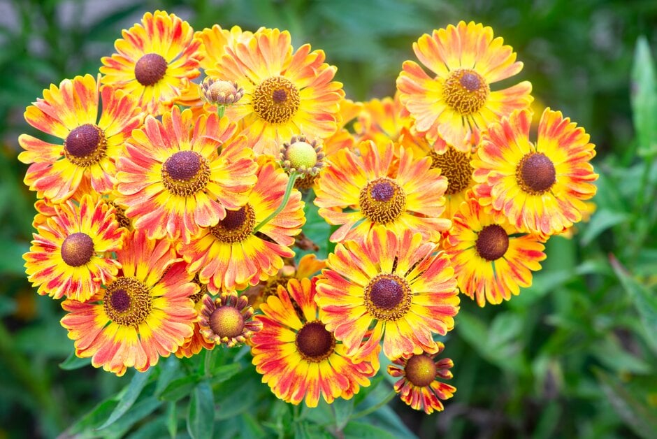 sneezeweed 'Fuego'