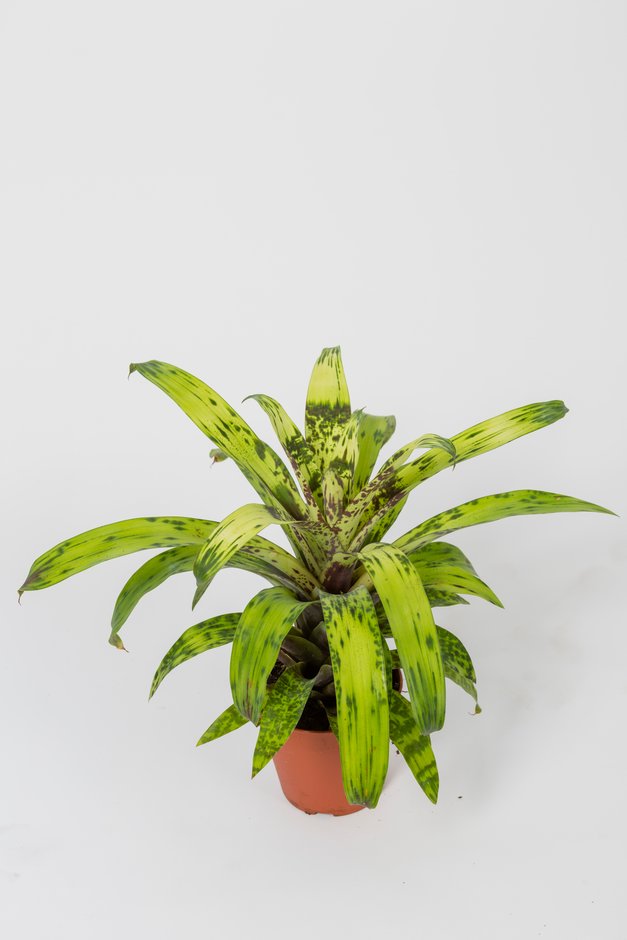 vase plant 'Smudge Grub'