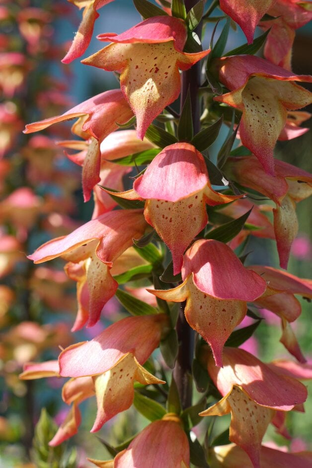 foxglove 'Firebird'